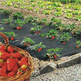 FILM PE NERO 0,05 FORATO FRAGOLE MT. 1.20 X 1300